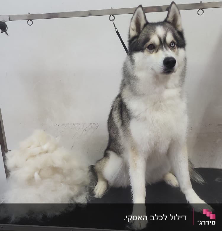 כלב האסקי על שולחן טיפוח עם פרווה גזוזה